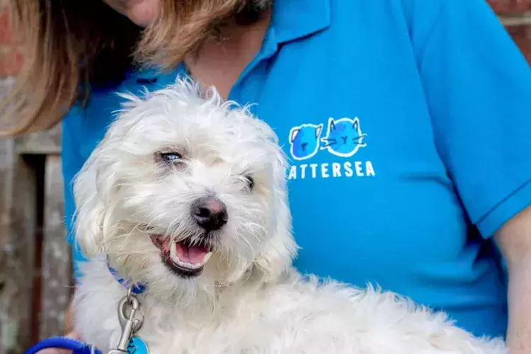 Battersea dogs sale rehoming centre